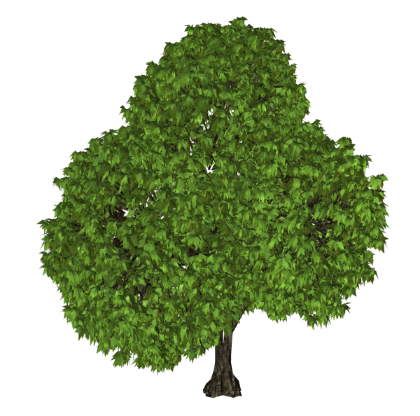 Деревья кусты