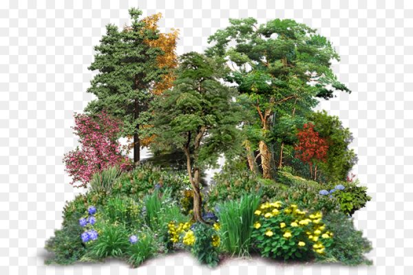 Деревья и кустарники клипарт