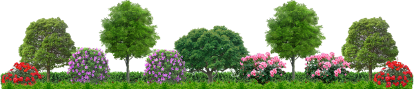 Сирень кустарник вид сверху