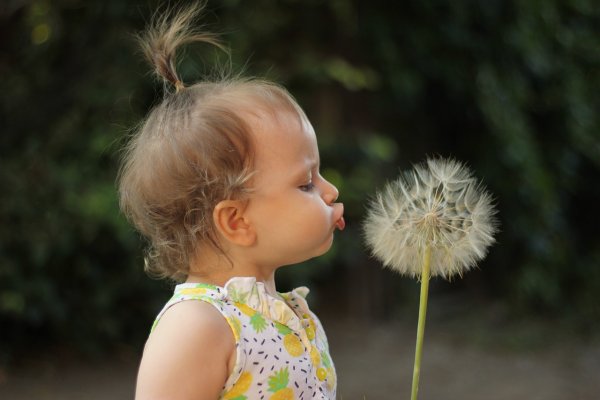 Девочка дует на одуванчик