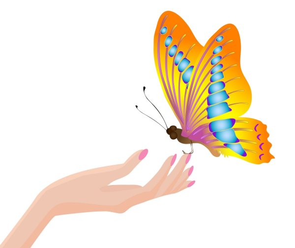 На руку бабочка