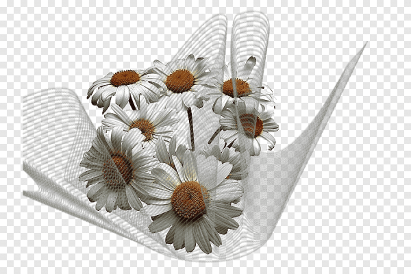 Клипарт корзина с ромашками на прозрачном фоне