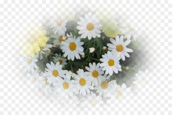 Ромашка на прозрачном