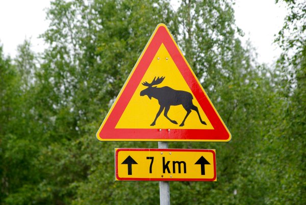 Знак Дикие животные