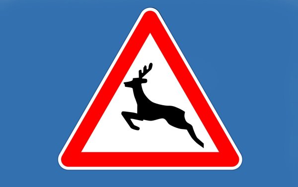 Дорожный знак олень