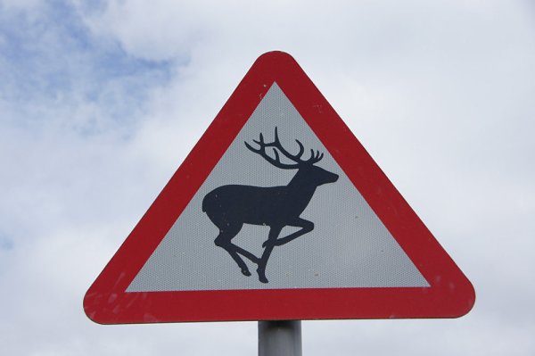 Знак Дикие животные