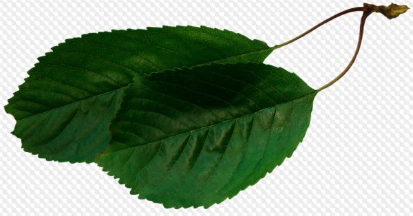 Листья вишни на белом фоне