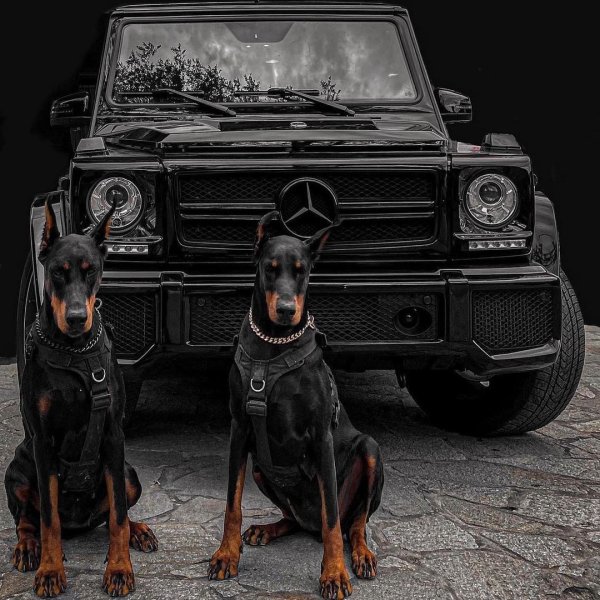 Доберман и БМВ
