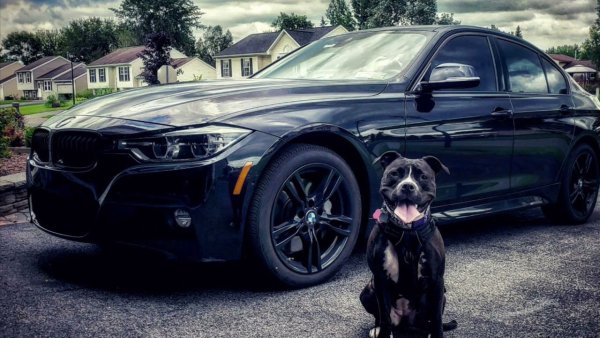 BMW x5m Pitbull
