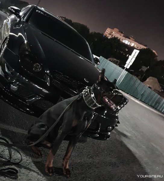 Доберман и Мерседес