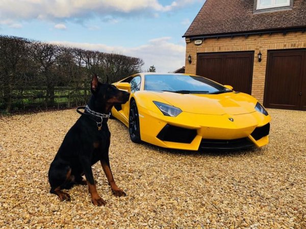 Доберман и машина