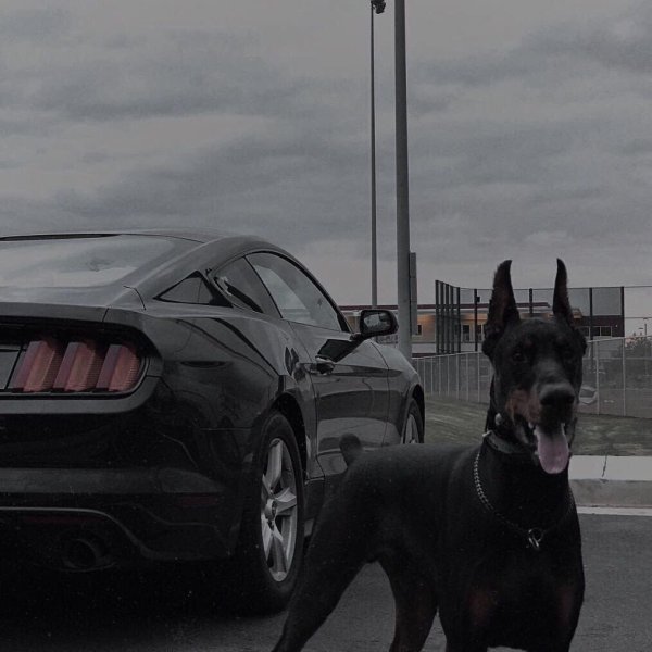 Чисто черный Доберман