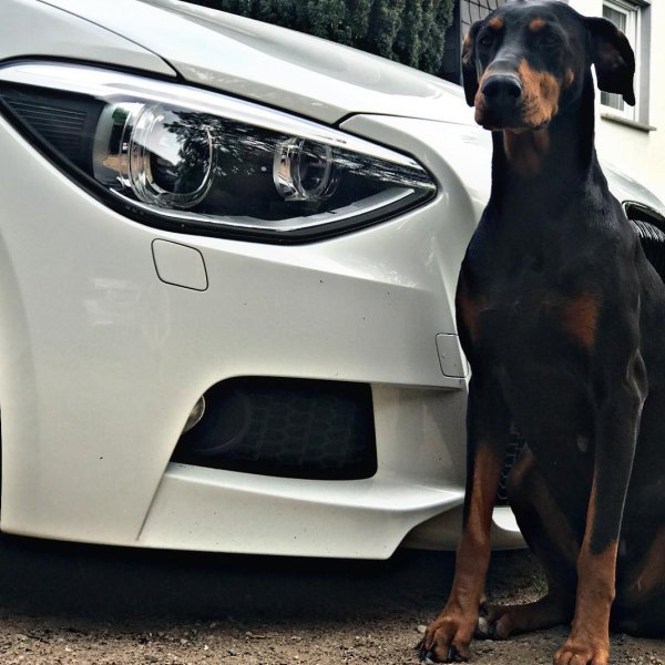 Dobermann sw300cr