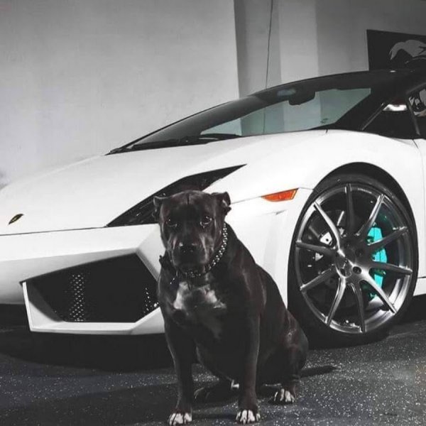 Питбуль и Ламборджини