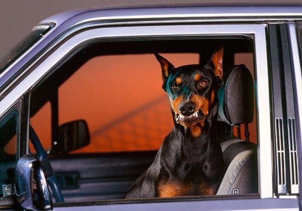 Доберман и Мерседес