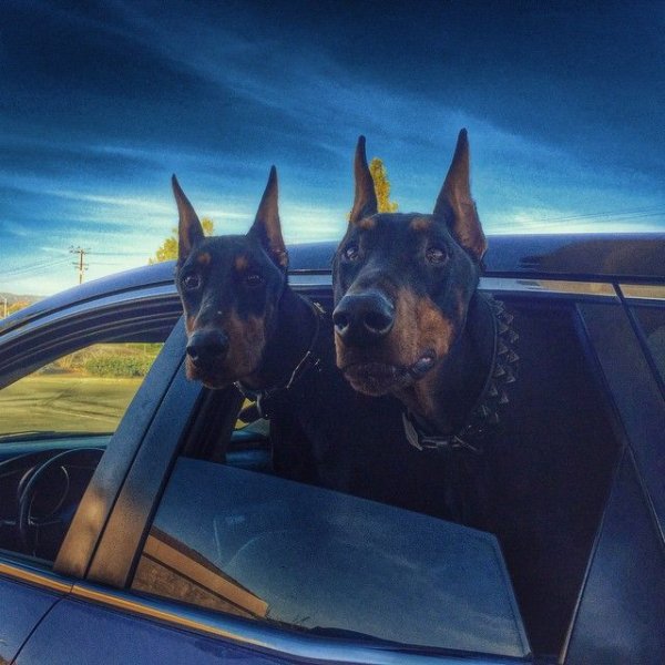 Чёрная машина и Доберман