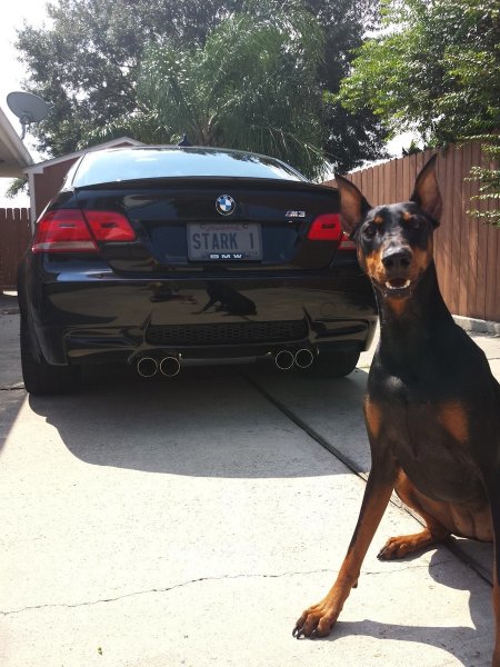 Доберман и Порше