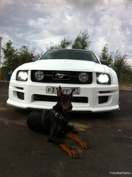 Доберман и BMW e39