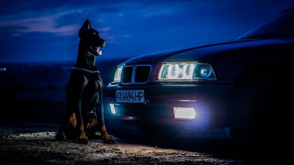 BMW И Doberman