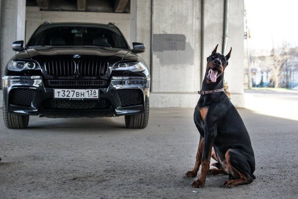 Доберман х5 BMW