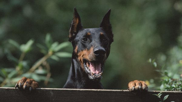 Доберман бойцовская