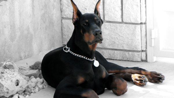 Доберман 1920