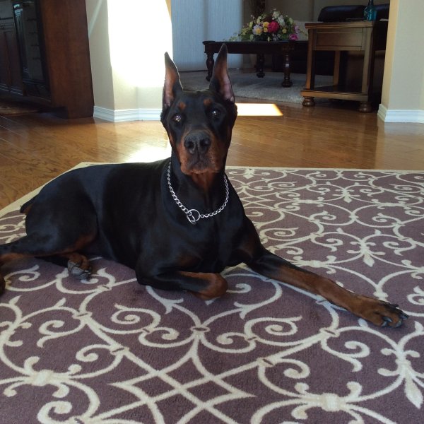 Доберман Челси