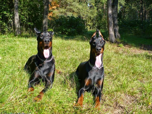 Доберман 1920