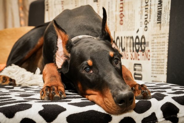 Доберман пятнистый