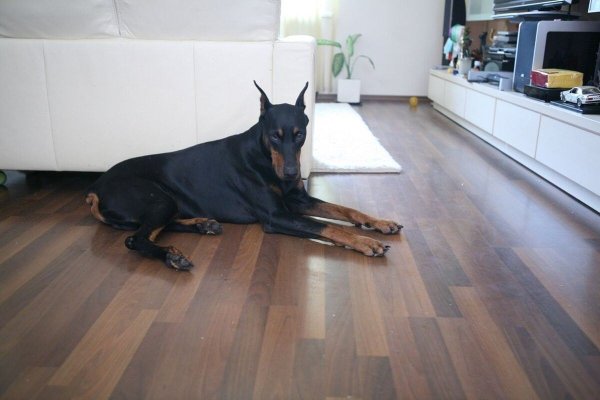 Доберман в квартире