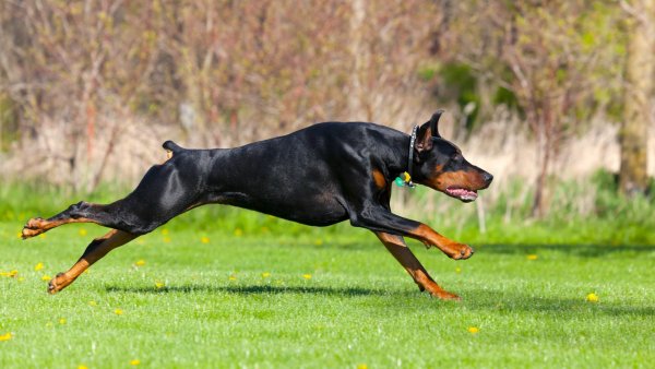 Сутулый Доберман