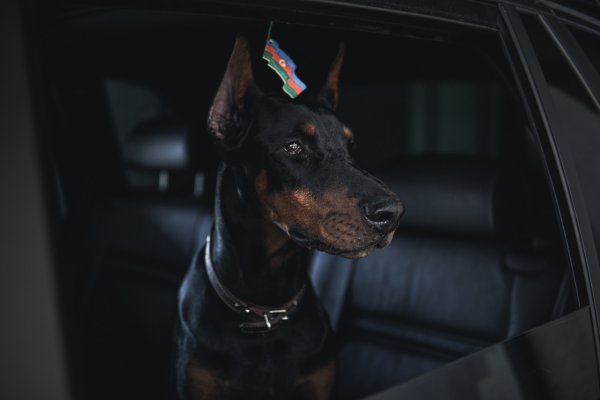 Доберман телохранитель