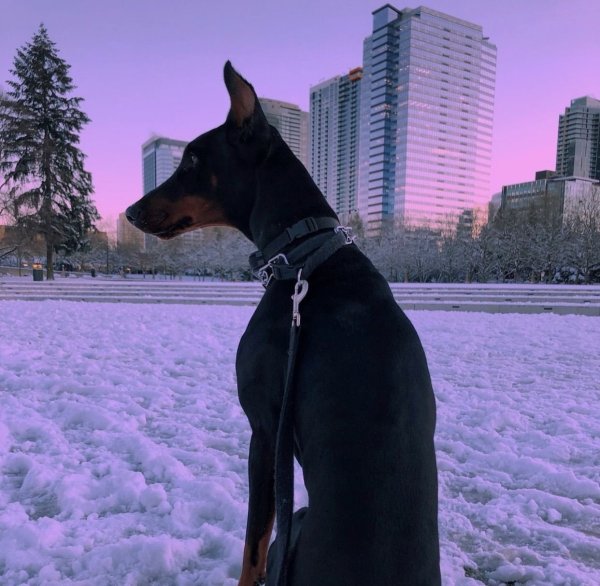 Доберман Эдит