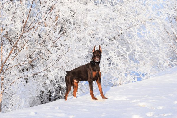 Доберман в снегу
