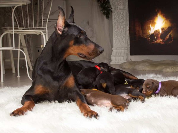 Домик для добермана