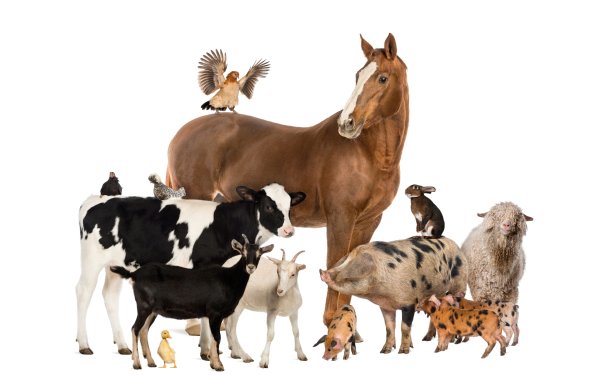 Корма для сельхоз животных