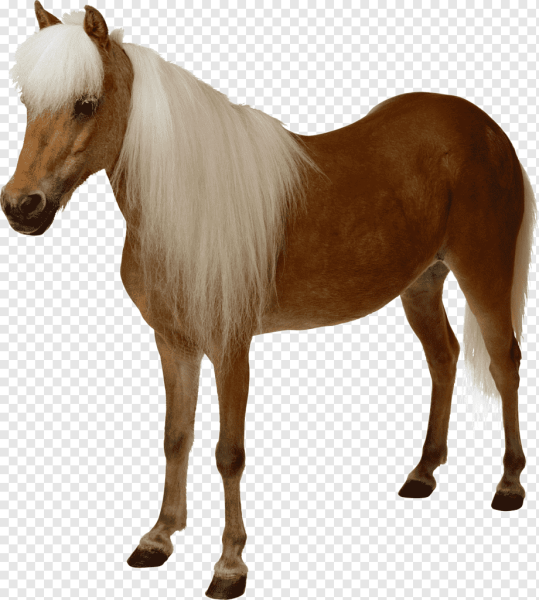 Домашние животные без фона