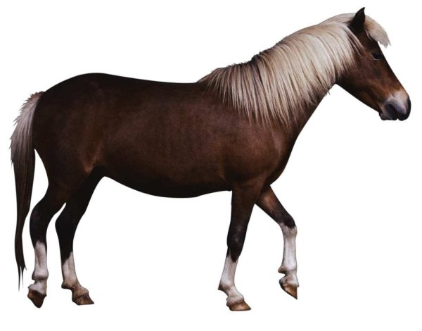 Домашние животные лошадь