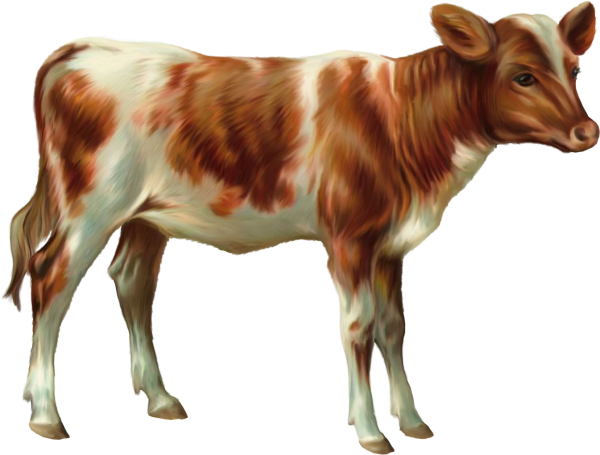 Домашние животные теленок