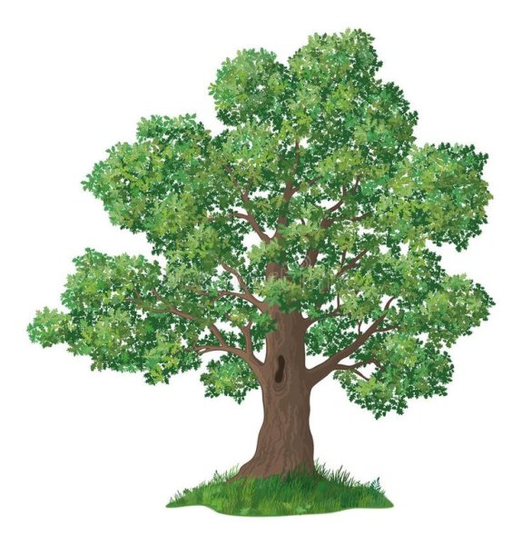Дуб на белом фоне для детей