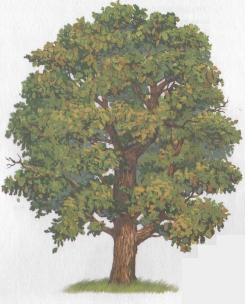 Дерево дуб для детей