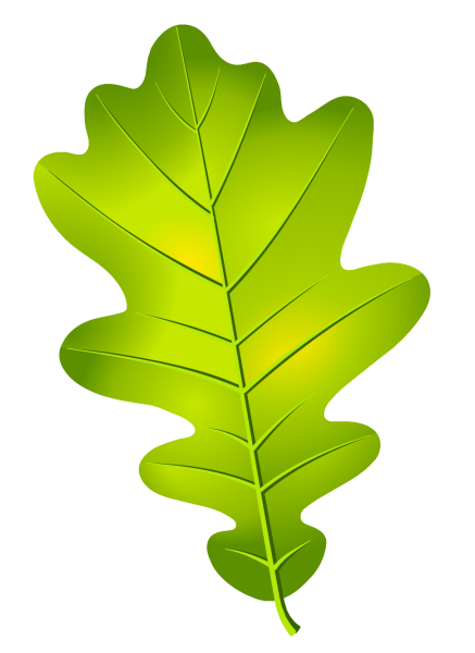 Листок дуба