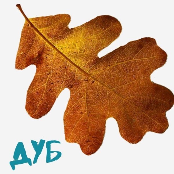 Дубовый лист