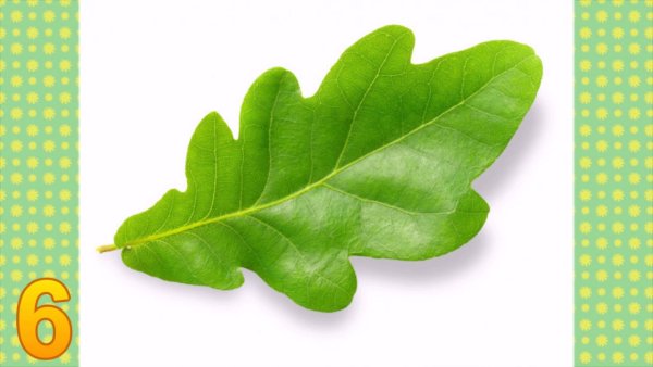 Лист дуба на белом фоне