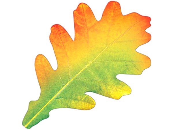 Осенние листья дуба