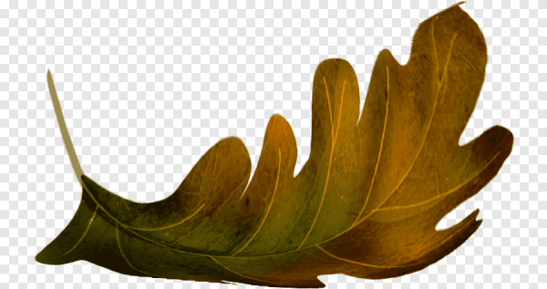 Лист дубовый прозрачный