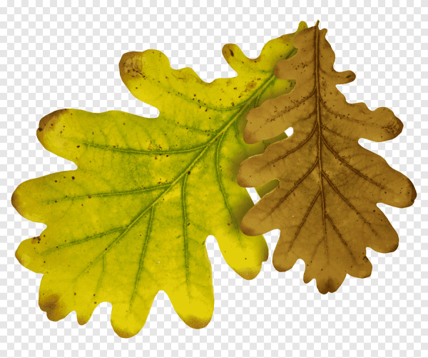 Дубовый лист