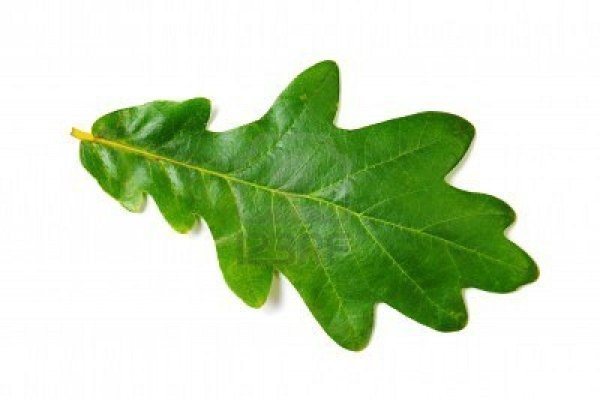 Лист дуба на прозрачном фоне