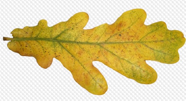 Дубовый лист желтый