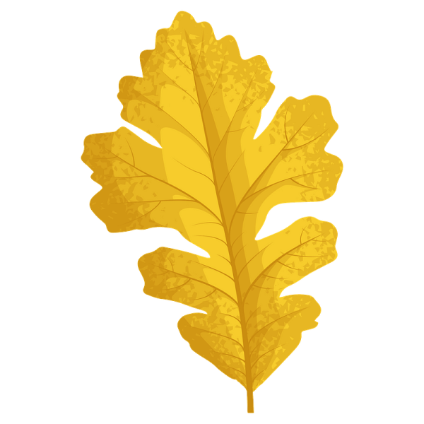 Осенний дубовый лист